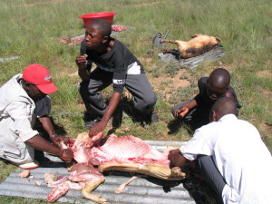 At school, the students raised these pigs and then slaughtered and cooked them up.