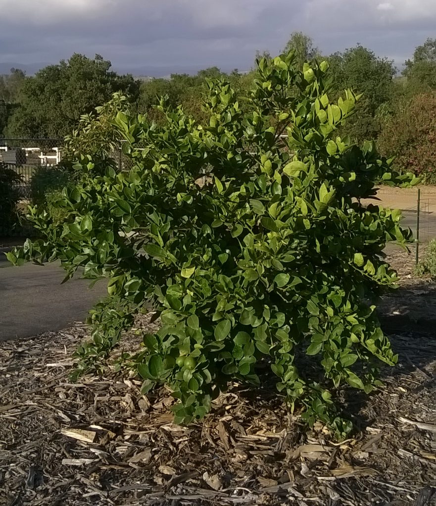 The Bearss lime in May 2016