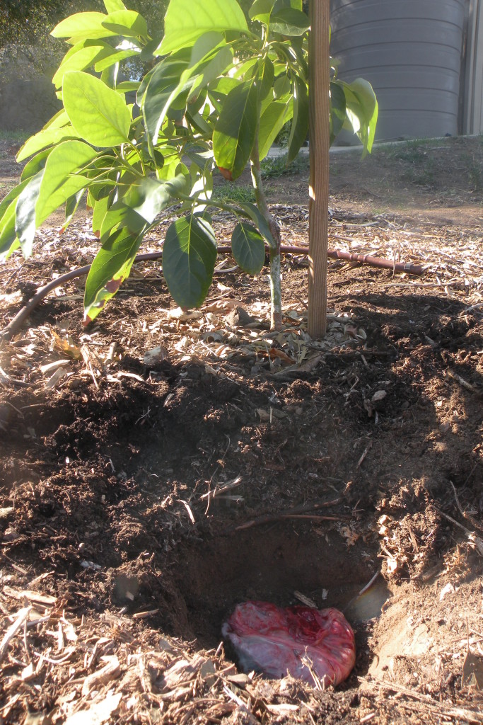 Miles's placenta tree Greg Alder's Yard Posts Food Gardening in