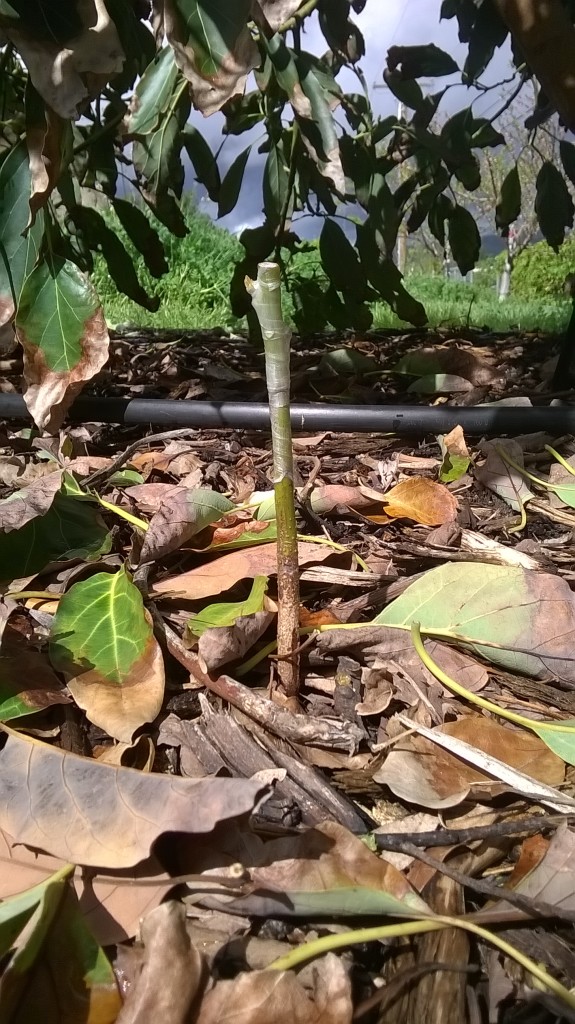 Tip-grafted a Pinkerton scion onto a seedling here just last week. If I could do it over, I would try a cleft graft instead of a splice.