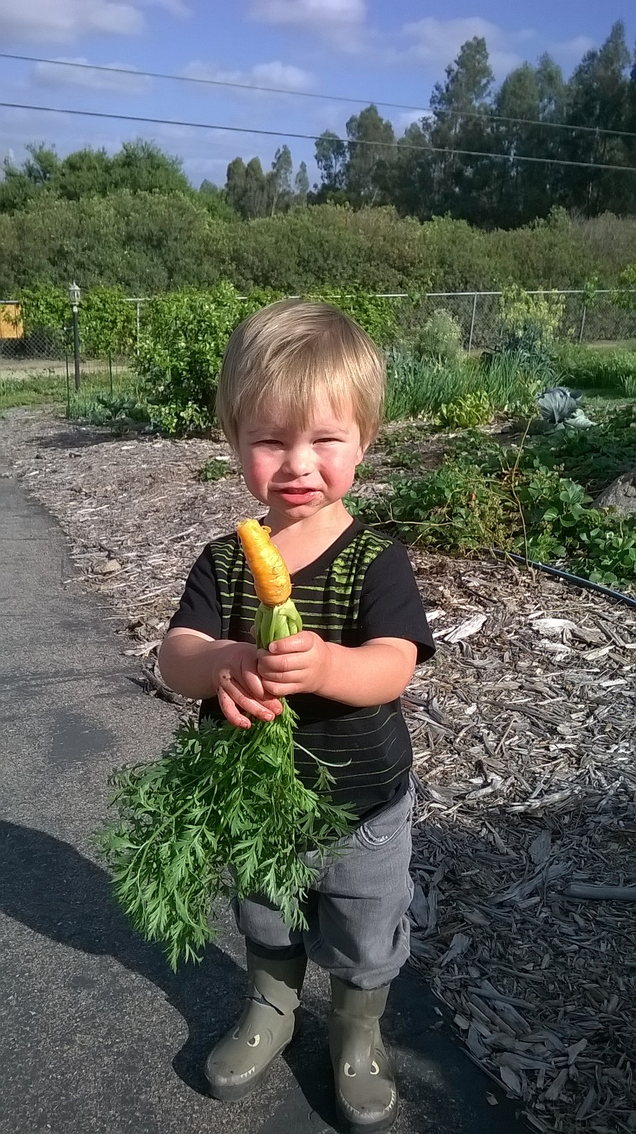 pictures of carrot seedlings