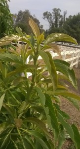 WP_20160621_09_13_31_Pro