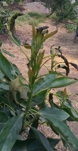 WP_20160621_09_14_47_Pro