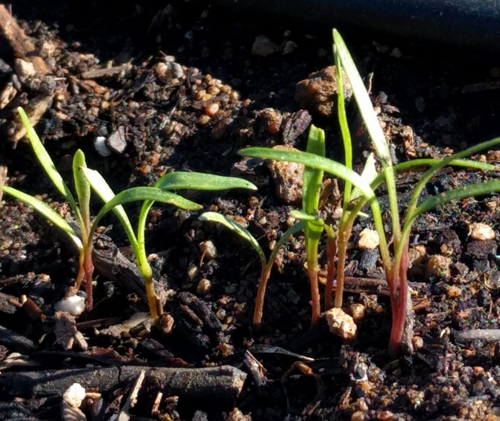 Sow carrots now! Greg Alder's Yard Posts Food Gardening in Southern California