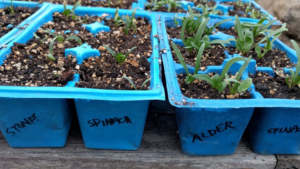 Adding soil and compost to seedstarting mixes Greg Alder's Yard