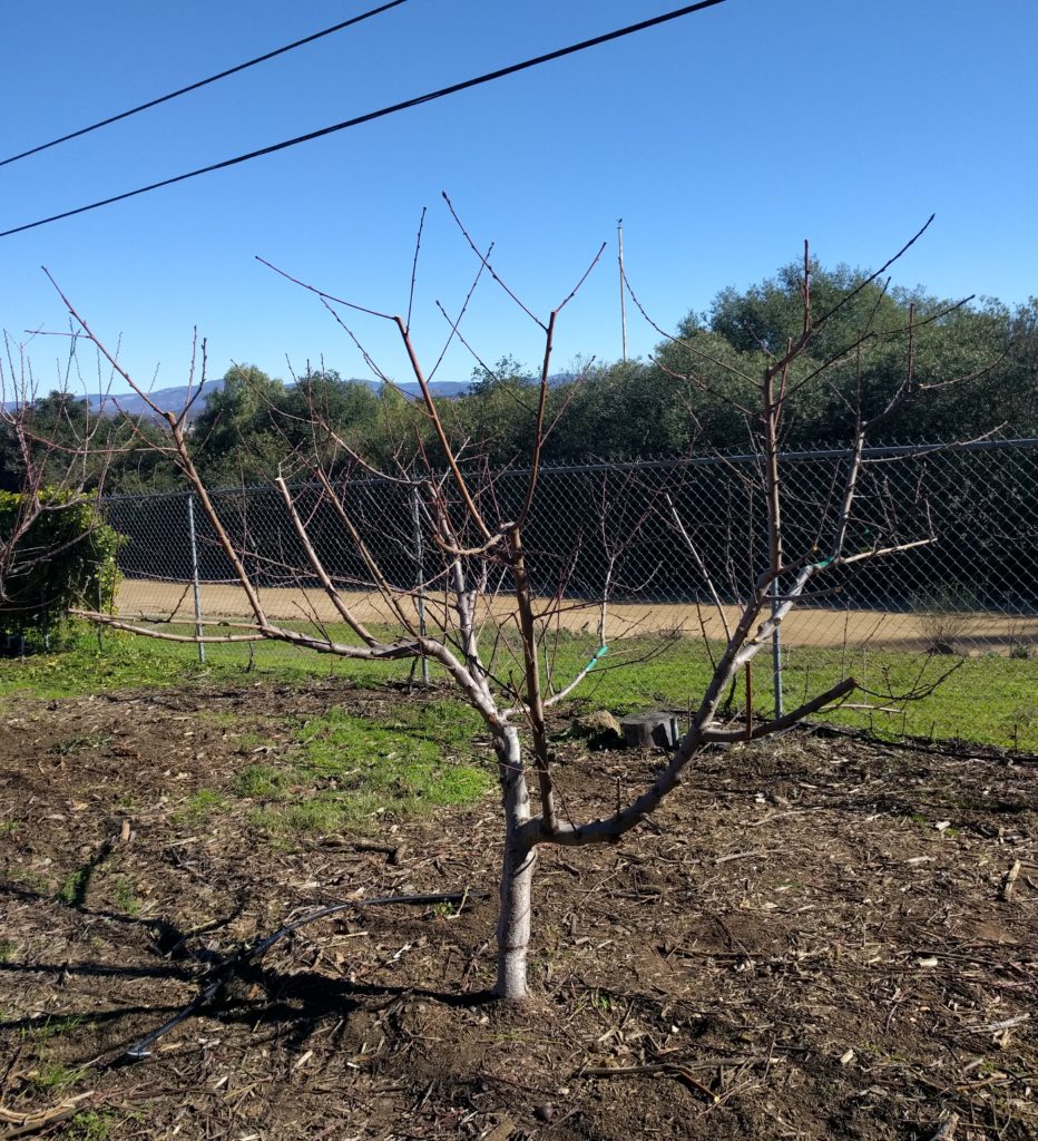 pruned small nectarine tree Greg Alder's Yard Posts Food Gardening