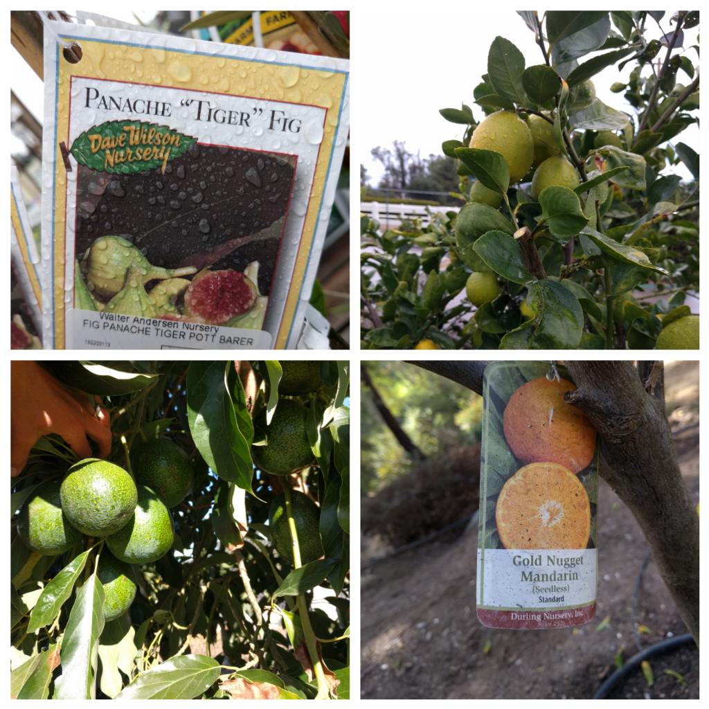 What Kind Of Fruit Tree Should You Plant Greg Alder S Yard Posts What Kind Of Fruit Tree Should You Plant Greg Alder S Yard Posts Food Gardening In Southern California