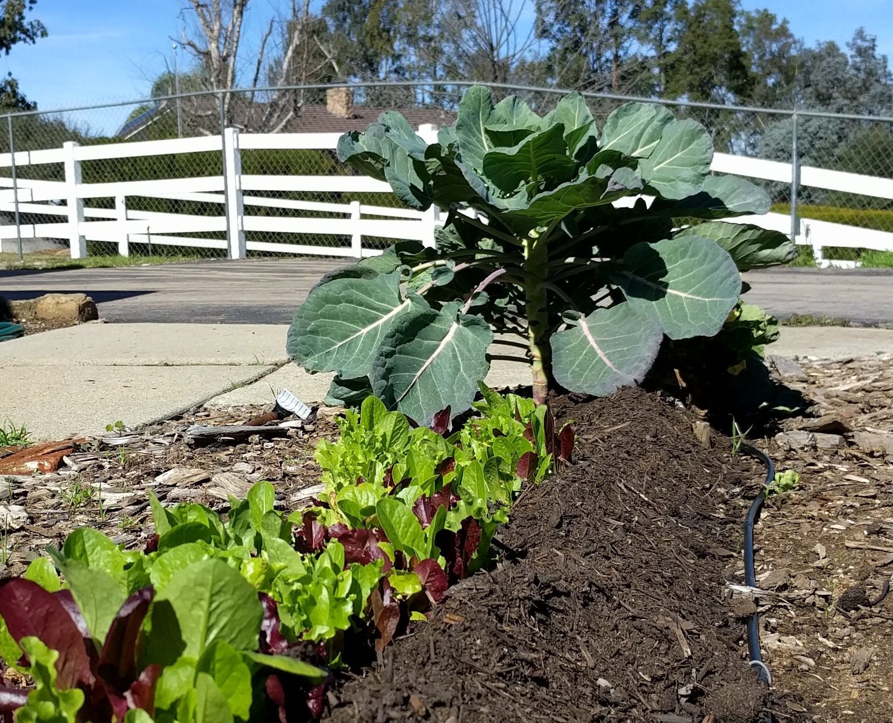 compost on vegetable beds Greg Alder's Yard Posts Food Gardening in