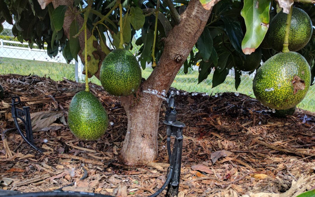 Image result for avocado watering