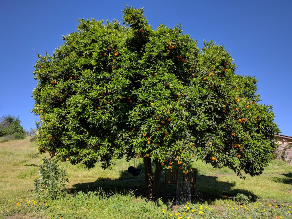 grapefruit tree