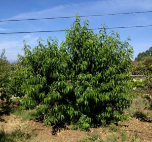 Snow Queen nectarine tree in June