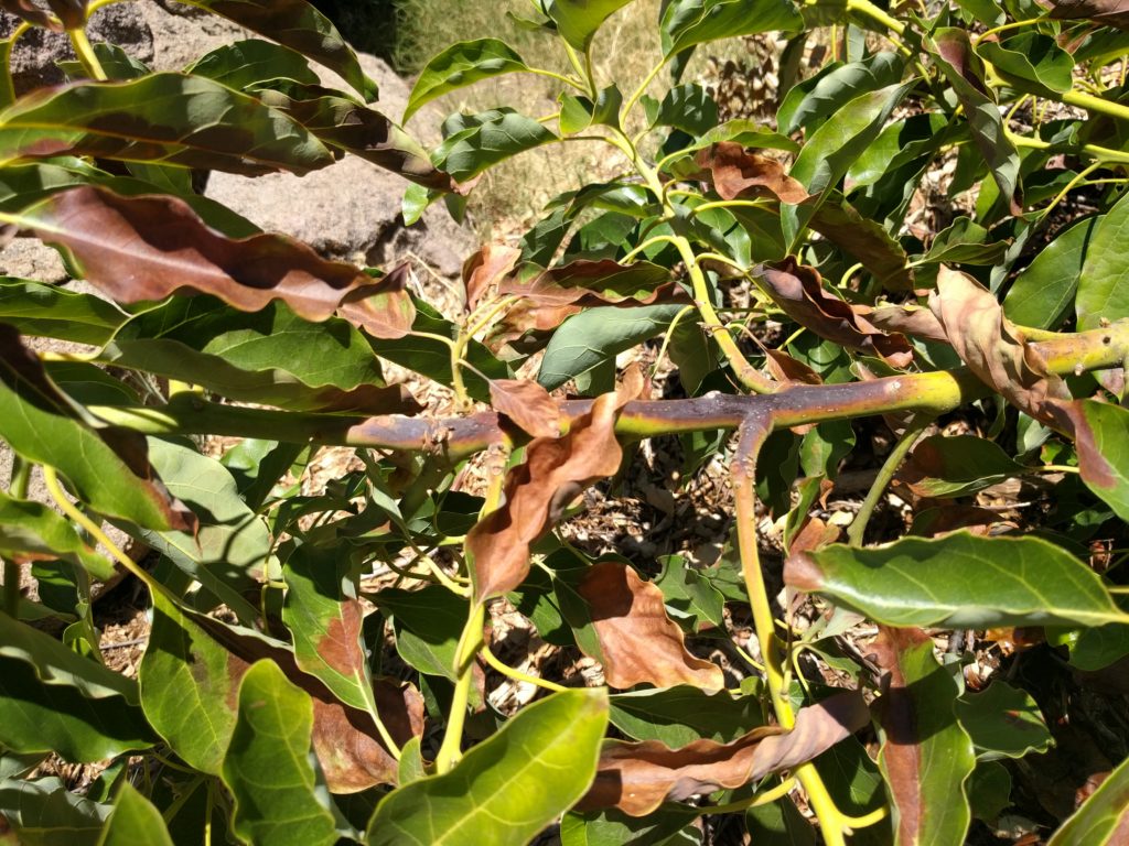 Avocado trees get sunburned what to do? Greg Alder's Yard Posts