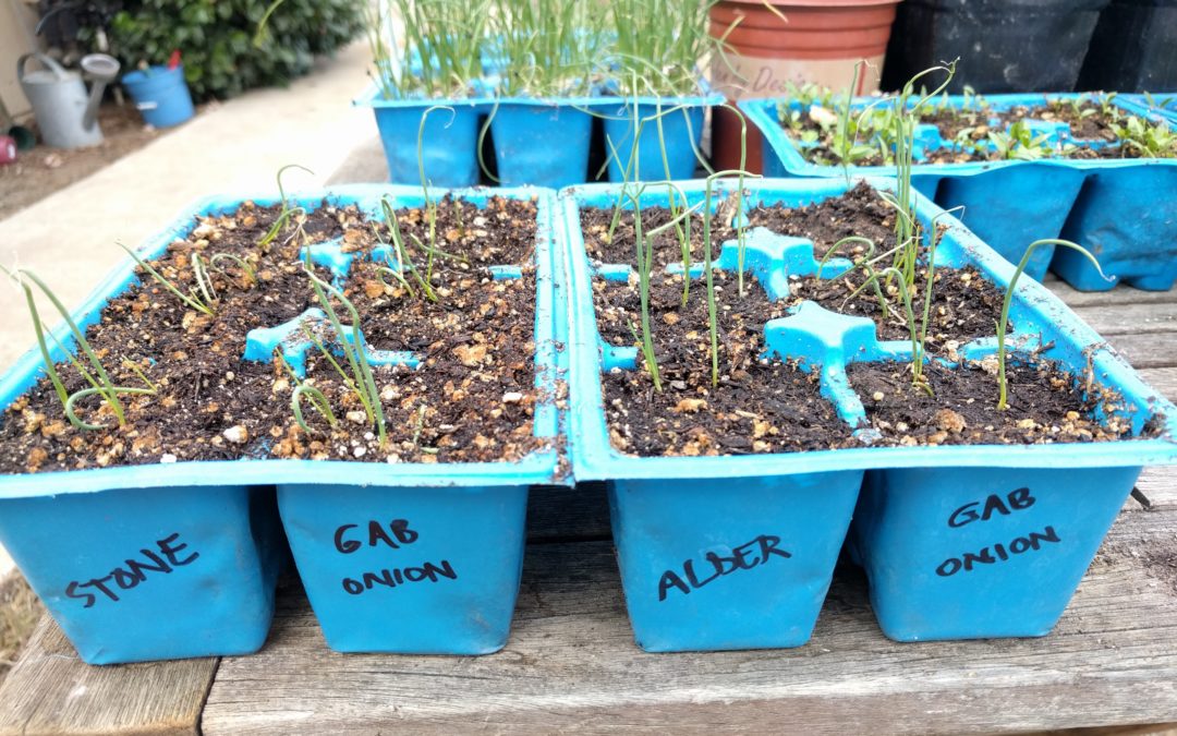 Growing onions in Southern California Greg Alder's Yard Posts Food