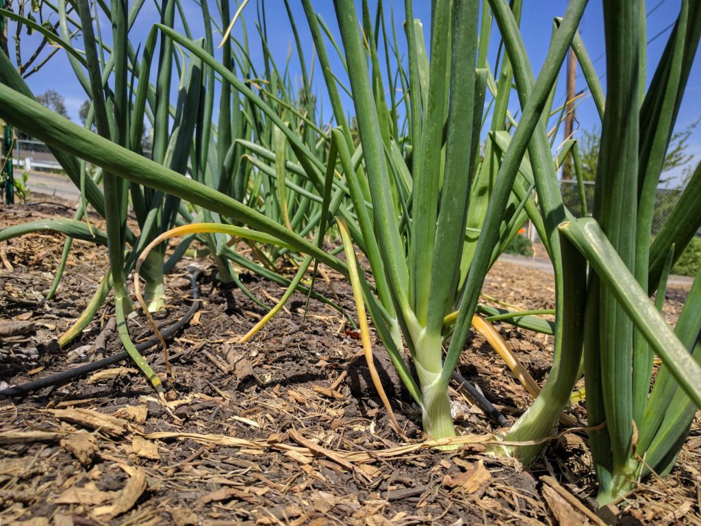 Growing onions in Southern California Greg Alder's Yard Posts Food