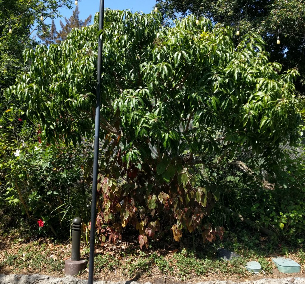 mango tree at San Diego Zoo Greg Alder's Yard Posts Food Gardening