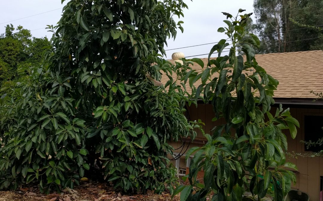 how to pollinate a hass avocado tree