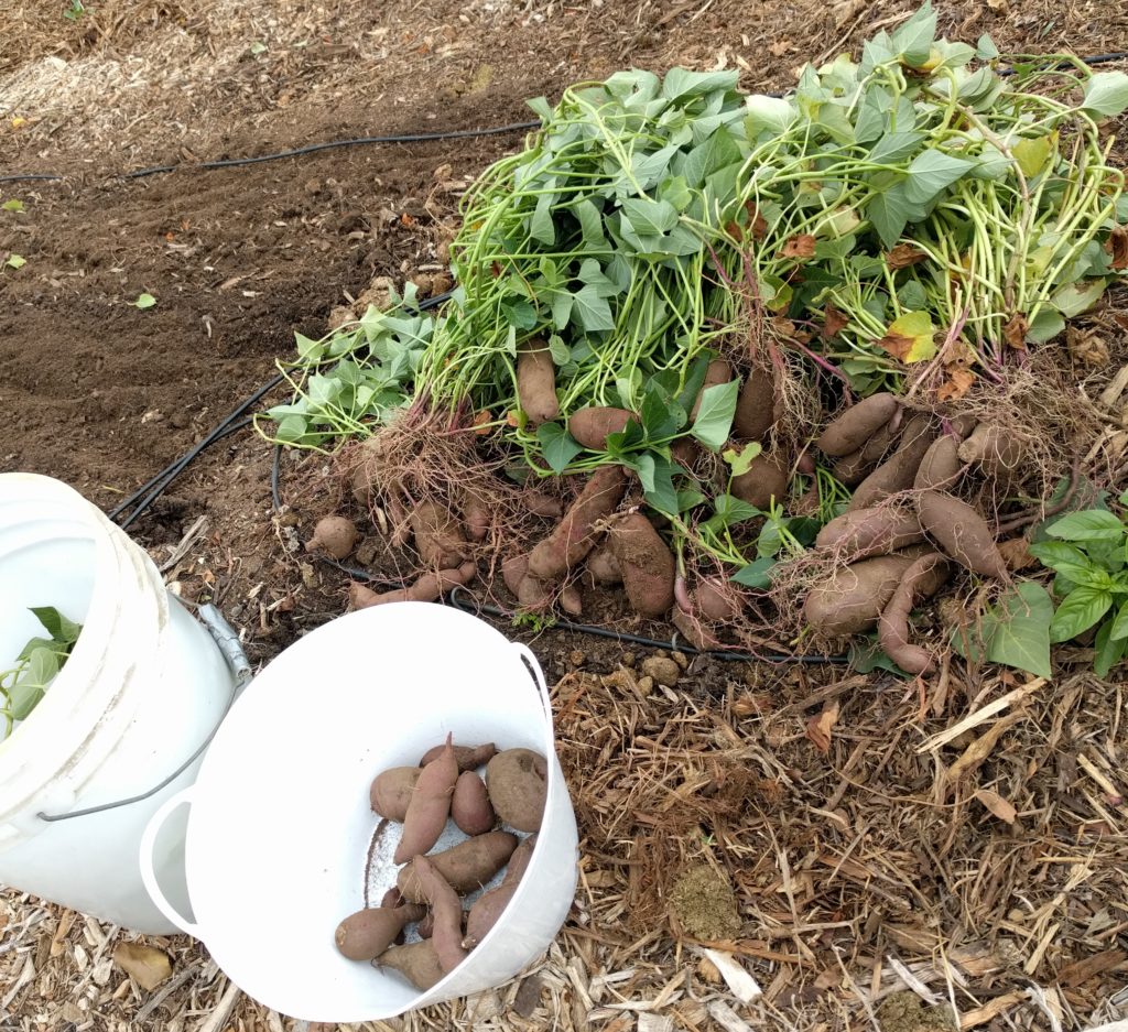 digging up sweet potatoes Greg Alder�s Yard Posts Food