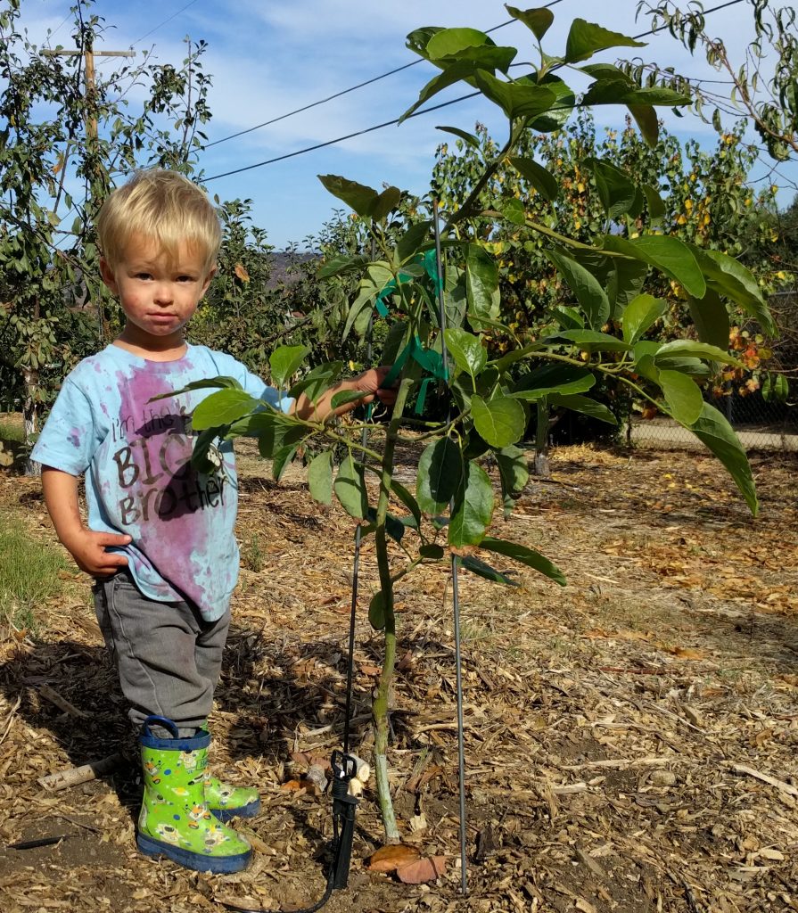 Sharwil avocado tree from Atkins nursery Greg Alder's Yard Posts