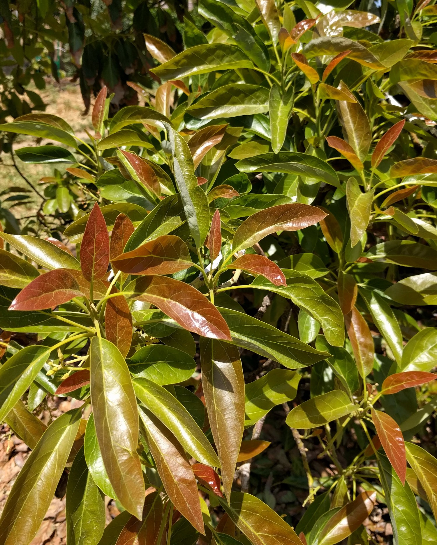 Avocado leaves turning brown? Here’s why and what to do Greg Alder's