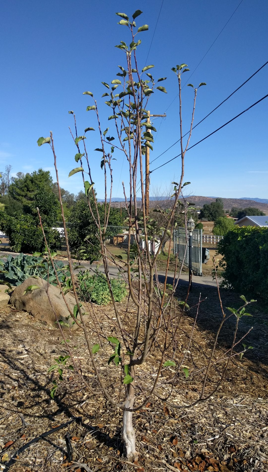 Should you prune a bareroot fruit tree? Greg Alder�s