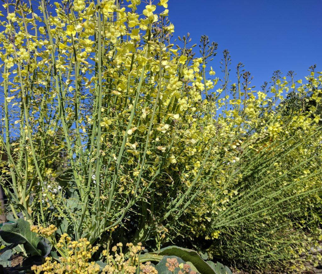 flowering broccoli plant Greg Alder's Yard Posts Food Gardening in