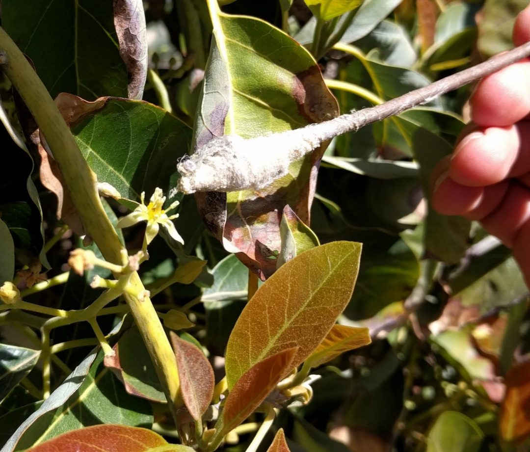 Hand pollinating avocados Greg Alder's Yard Posts Food Gardening in