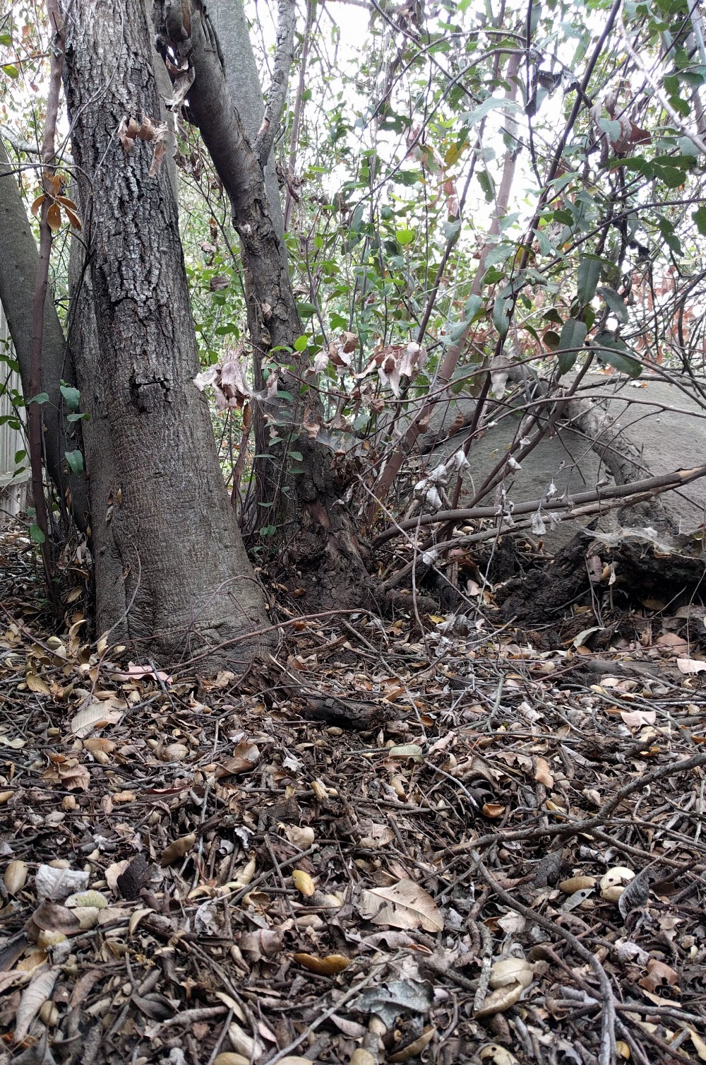 Live oak and laurel sumac trees with mulch Greg Alder's Yard Posts