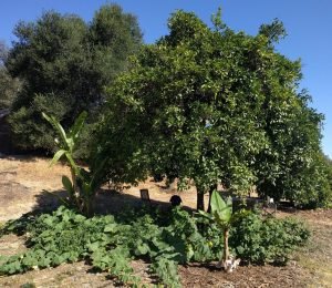Volunteer squash and tomatoes under orange tree