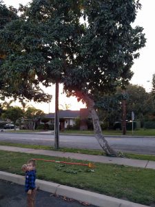 old Bacon avocado tree