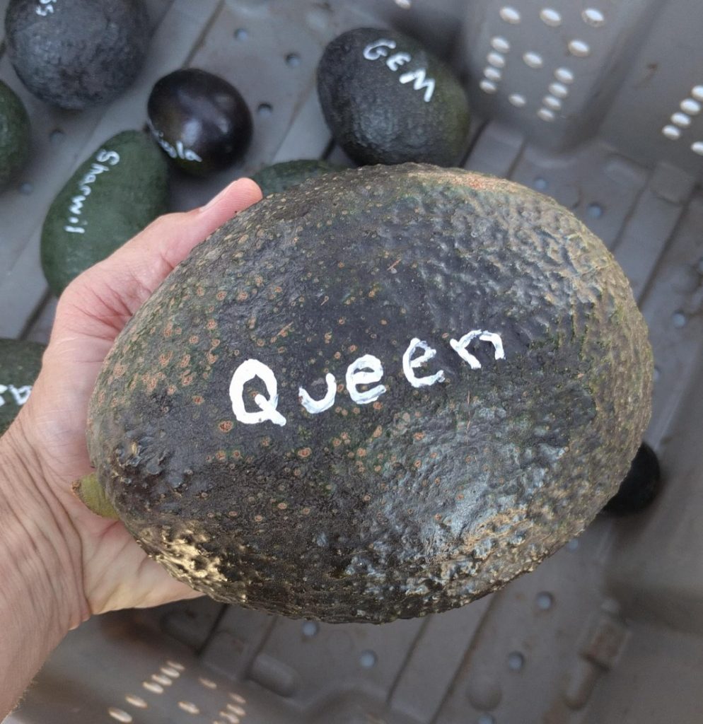 Queen avocado - Greg Alder's Yard Posts: Food Gardening in Southern