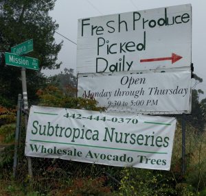 Subtropica Nurseries avocado trees
