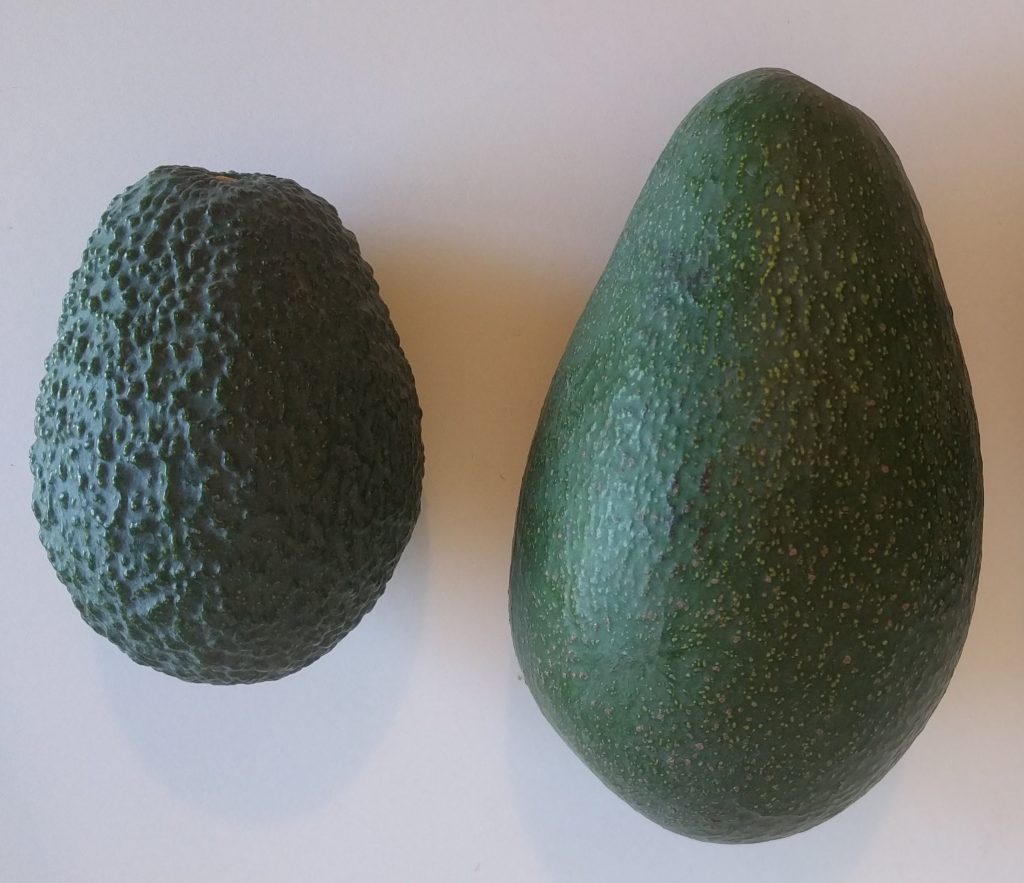 Comparison Hass And Fuerte Avocado Fruit - Greg Alder's Yard Posts ...