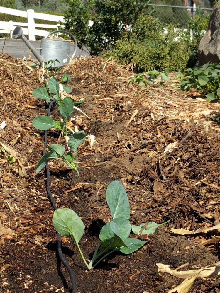 Growing Broccoli And Cauliflower In Southern California Greg
