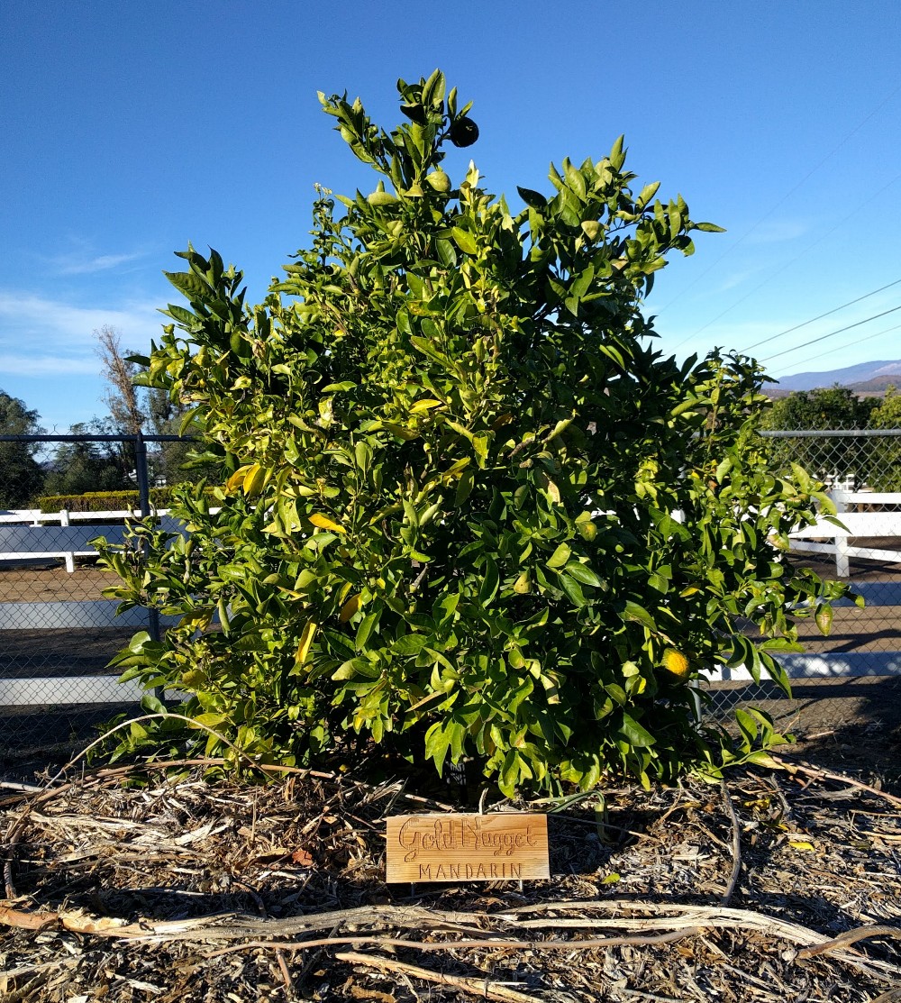 Gold Nugget mandarin tree Greg Alder's Yard Posts Food Gardening in