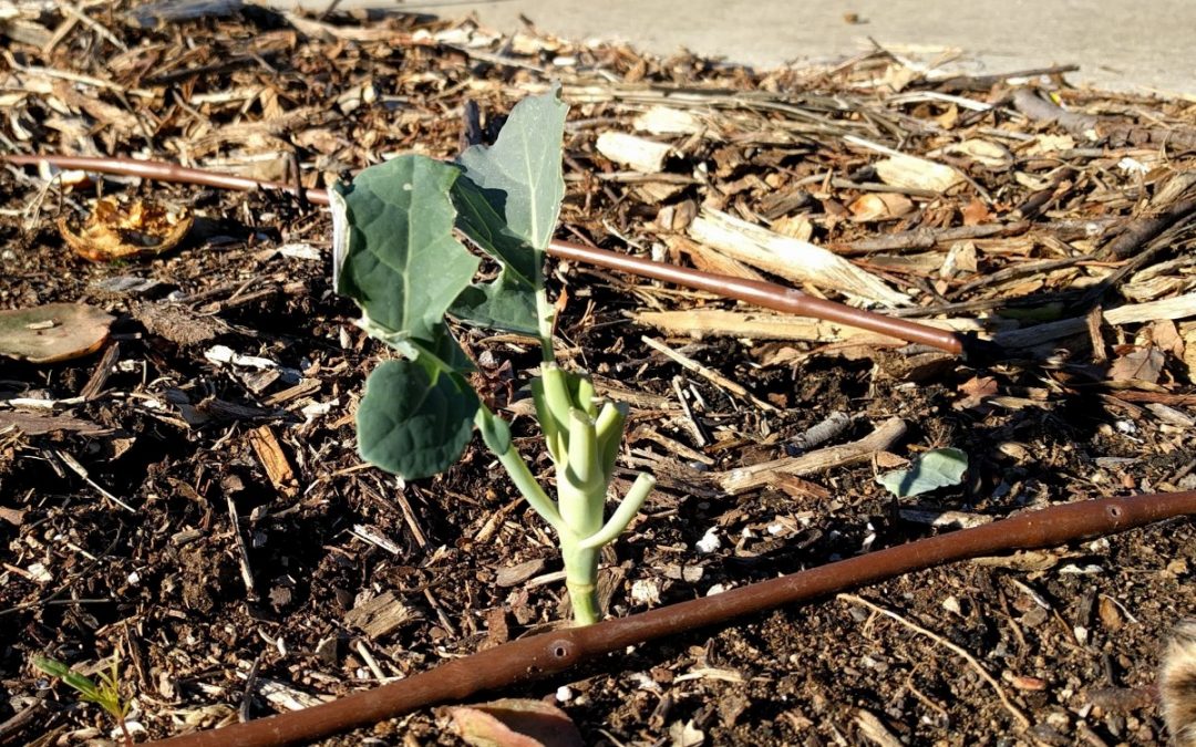 Managing rabbits in the garden Greg Alder's Yard Posts Food
