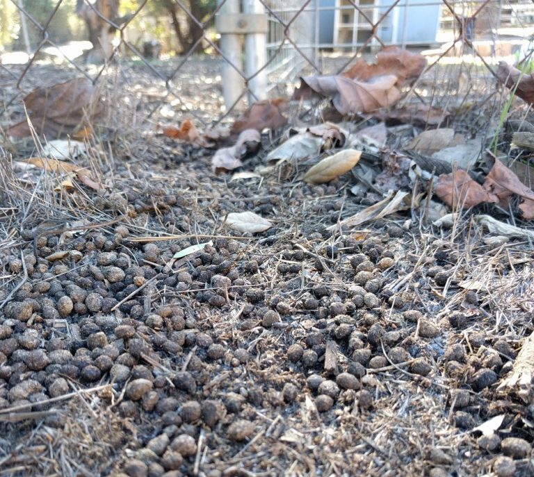 Managing rabbits in the garden Greg Alder's Yard Posts Food Gardening in Southern California