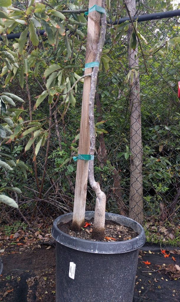 15 gallon avocado tree with weak trunk Greg Alder's Yard Posts Food Gardening in Southern