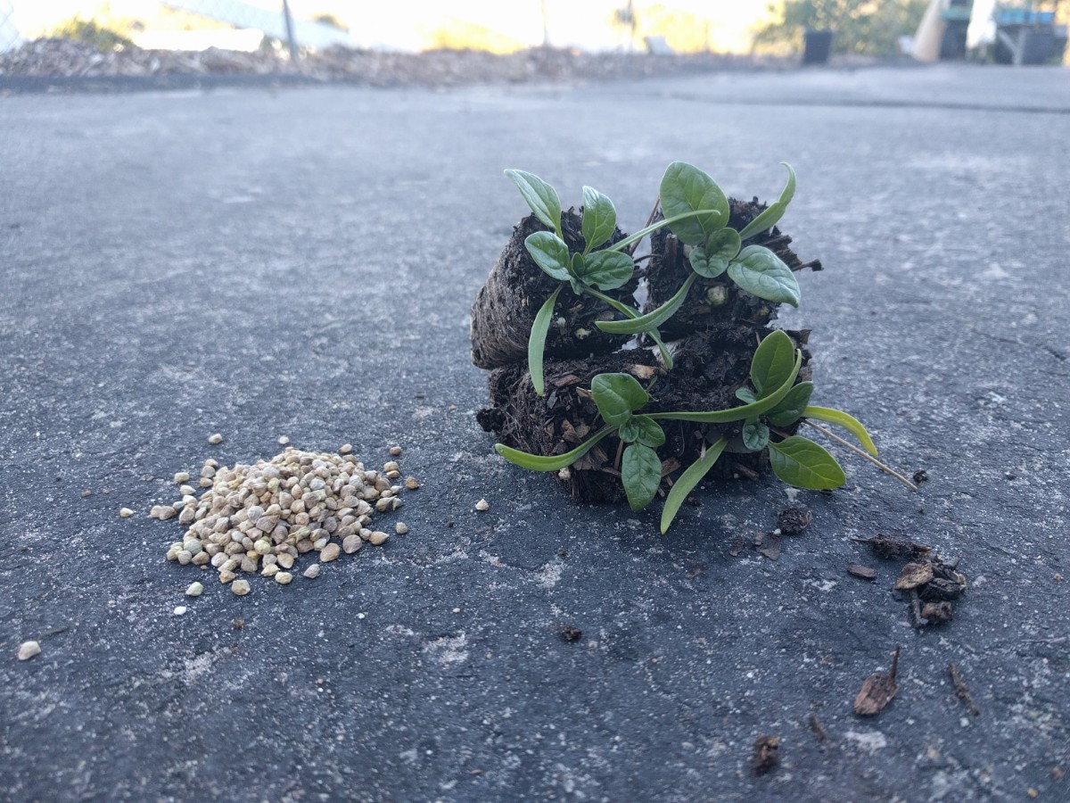 Should You Grow Vegetables From Seeds Or Plants Greg Alder s Yard