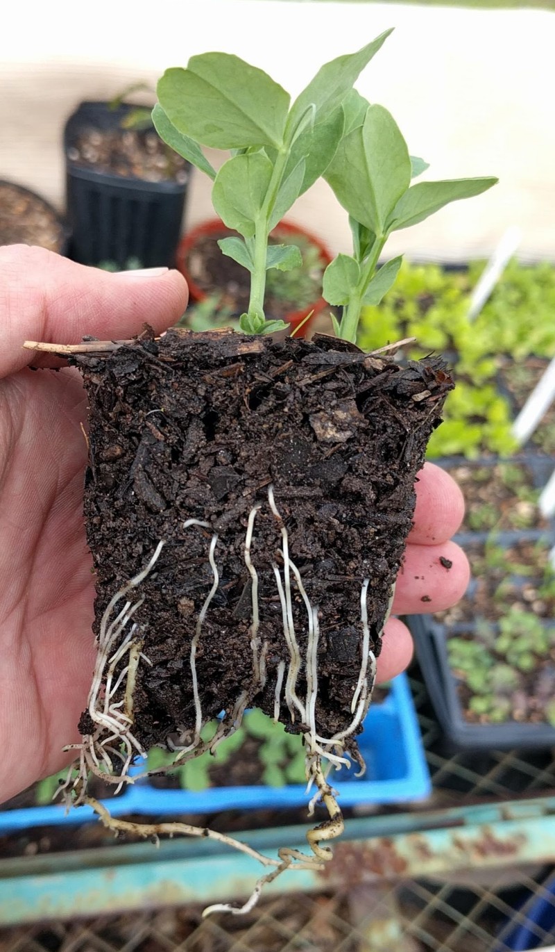 Growing Peas In Southern California - Greg Alder's Yard Posts: Food 