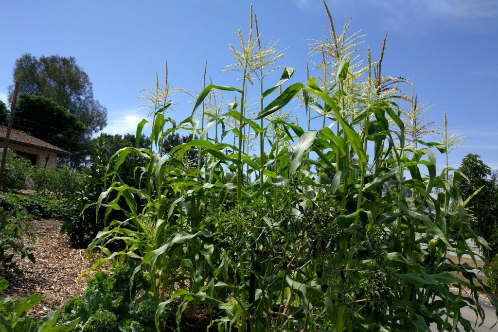 corn patch Greg Alder's Yard Posts Food Gardening in Southern California
