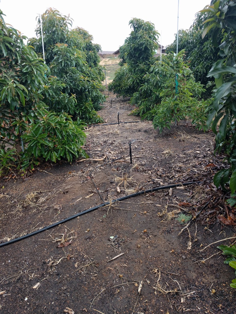 Setting up microsprinklers under fruit trees Greg Alder's Yard Posts