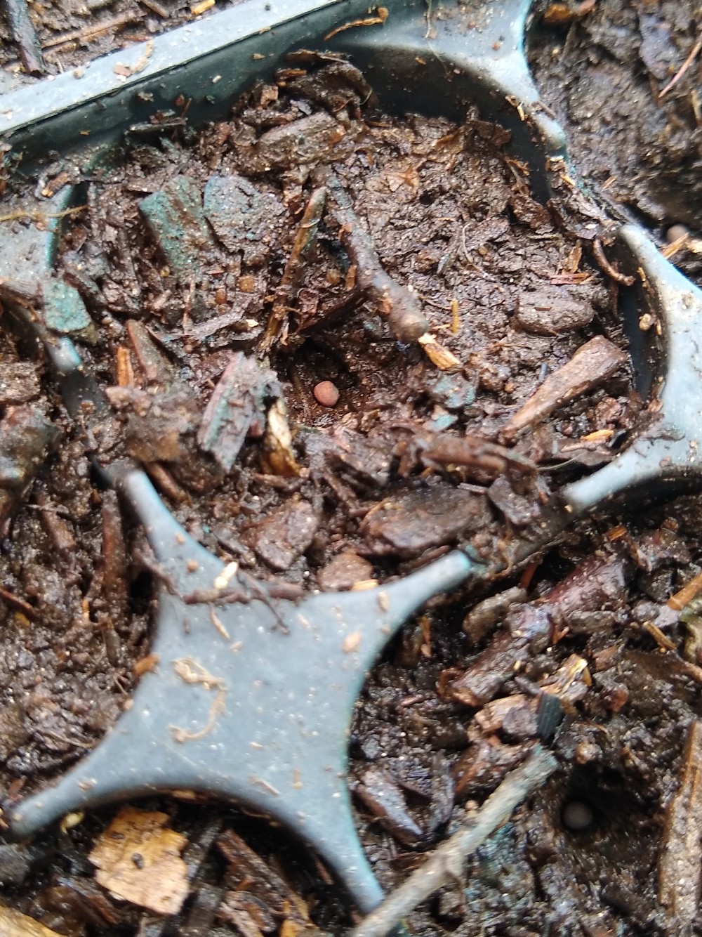 Starting brassicas in summer Greg Alder's Yard Posts Food Gardening in Southern California