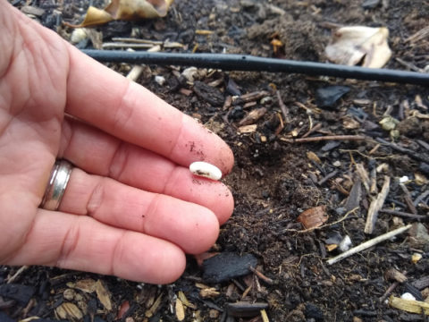 Sowing Vegetable Seeds In The Ground In Southern California Three Keys