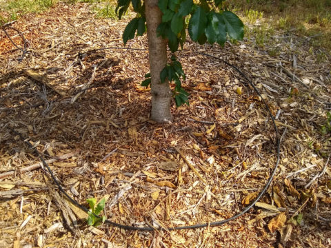 Watering Fruit Trees With Drip Irrigation Greg Alder S Yard Posts