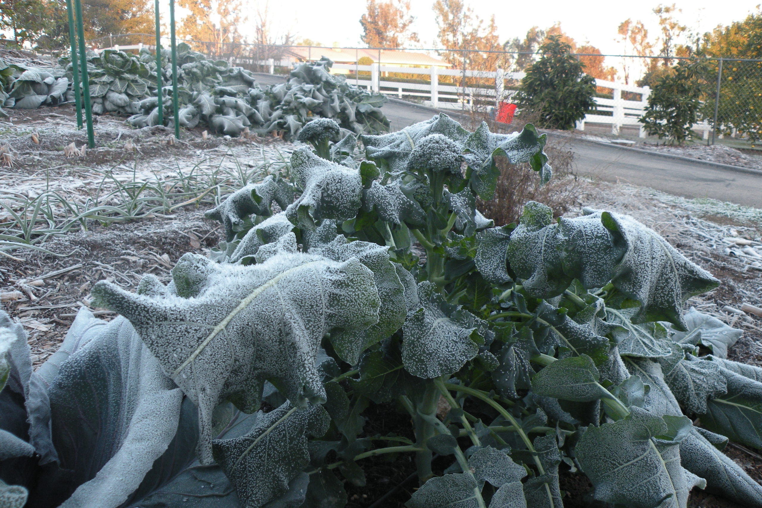 frost on broccoli