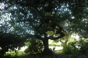 Huntington avocado tree