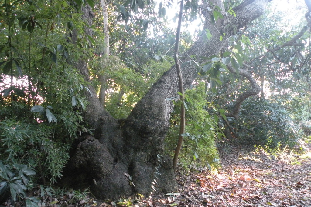 huntington avocado tree 3