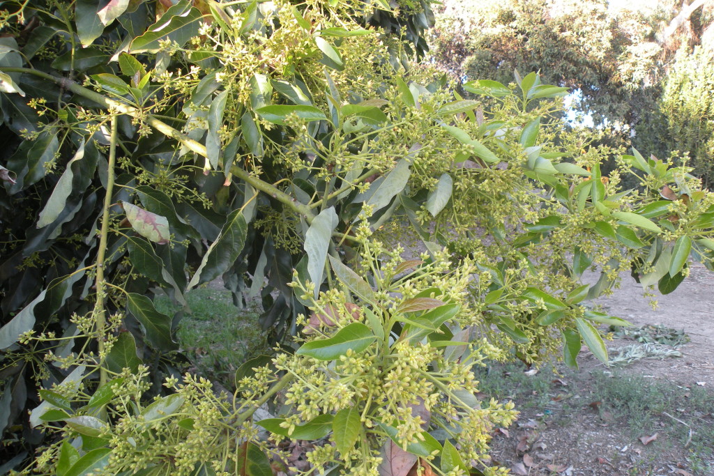 huntington avocado tree 5