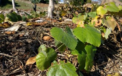 Propagating grapes with cuttings