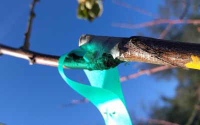 Winter grafts on deciduous fruit trees